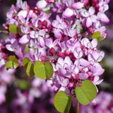 Cercis occidentalis (California Redbud)