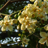 Ceiba pentandra (Kapok Tree)