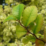 Ulmus parvifolia (winged) (Chinese Elm, Lacebark Elm)