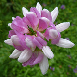 Coronilla varia (Penngift Crownvetch)