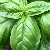 Basil, Amelia (Ocimum basilicum)