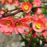 Chaenomeles lagenaria (Common Quince)