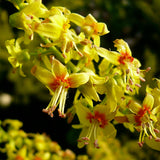 Koelreuteria paniculata nana (Dwarf Golden Rain Tree)