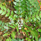 Mahonia nervosa (Cascades Mahonia)