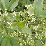 Euonymus europaeus d.b. (European Euonymus)