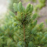 Picea meyeri (Meyer's Spruce)