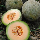 Edisto 47 Melon (Cucumis melo)