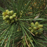 Pinus gerardiana (Chilghoza Pine, Chilgoza Nut Pine, Geralds's Nut Pine, Nepal Nut Pine)