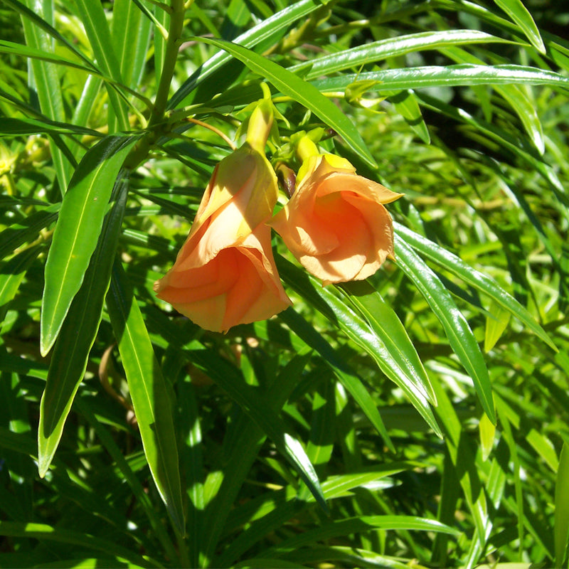 Thevetia nereifolia (Yellow Oleander Thevetia peruviana)