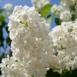 Syringa amurensis japonica (Japanese Tree Lilac)