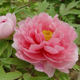 Paeonia suffruticosa (Tree Peony)