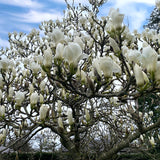 Magnolia denudata (Lilytree, Yulan)