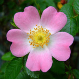 Rosa canina (Brier Rose, Dog Brier, Dog Rose)