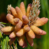 Pinus patula (Mexican Weeping Pine)