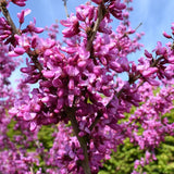 Cercis chinensis (Chinese Redbud)