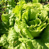 Hanson Improved, Batavian Lettuce  (Lactuca sativa)