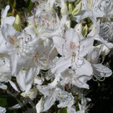Rhododendron carolinianum var. alba (White Carolinianum)