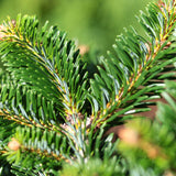 Abies bornmulleriana (Bornmuller Fir)