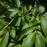 Carya ovalis (Red Hickory)