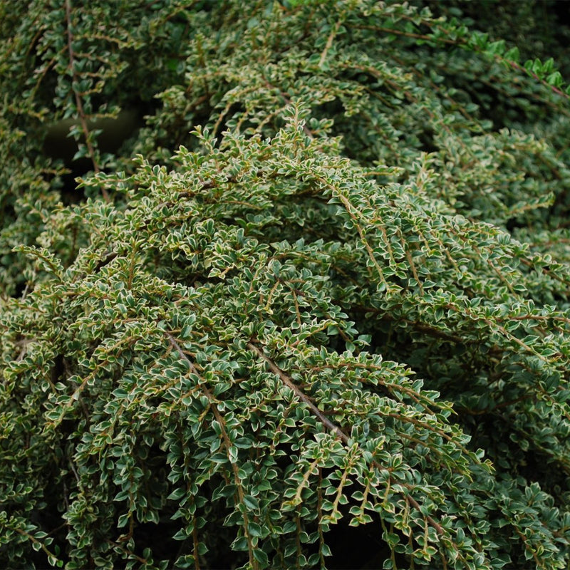 ROCKSPRAY COTONEASTER (cotoneaster Horizontalis) A SPREADING SHRUB ROCKSPRAY COTONEASTER (cotoneaster Horizontalis) A SPREADING SHRUB