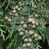 Chamaecyparis lawsoniana (Port Orford Cedar)