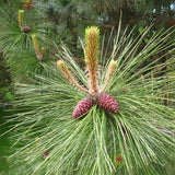 Pinus ponderosa subsp. ponderosa (North Plateau Ponderosa Pine, Western Yellow Pine)