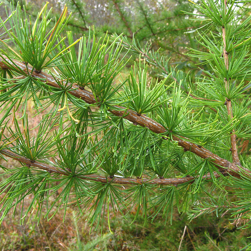 Larix laricina (americana) (American Larch, Tamarack) – MySeedsCo
