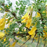 Caragana microphylla (Littleleaf Peashrub)