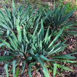 Yucca filamentosa (Adam's Needle, True Adams Needle)