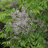 Melia azedarach (China Berry, Bead tree)