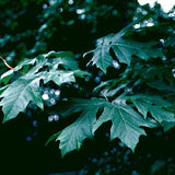 Acer macrophyllum d.w. (Bigleaf Maple)