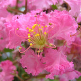 Lagerstroemia indica (Crape myrtle, Common Crapemyrtle)