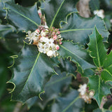 Ilex aquifolium (English Holly)