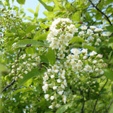 Prunus virginiana (Black Chokecherry, Black Choke cherry)