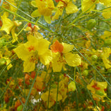 Parkinsonia aculeata (Jerusalem Thorn, Jellybean Tree, Mexican Palo Verde, Palo Verde)