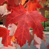 Acer freemanii (Partial de-winged)	Freeman Maple