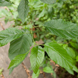 Alnus japonica (Japanese Alder)