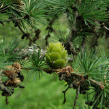 Larix gmelinii (Dahurian Larch)