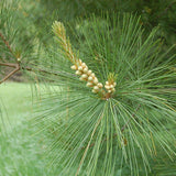 Pinus strobus (Wisconsin) (Eastern White Pine, White Pine, Weymouth Pine)