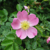 Rosa eglantaria (Sweet Briar)