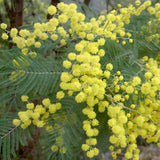 Acacia decurrens dealbata (Silver Acacia, Silver Wattle)