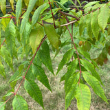 Rhus potaninii (Chinese Sumac, Potanin Sumac)