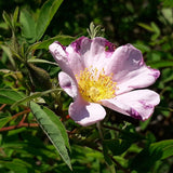 Rosa palustris (Swamp Rose)