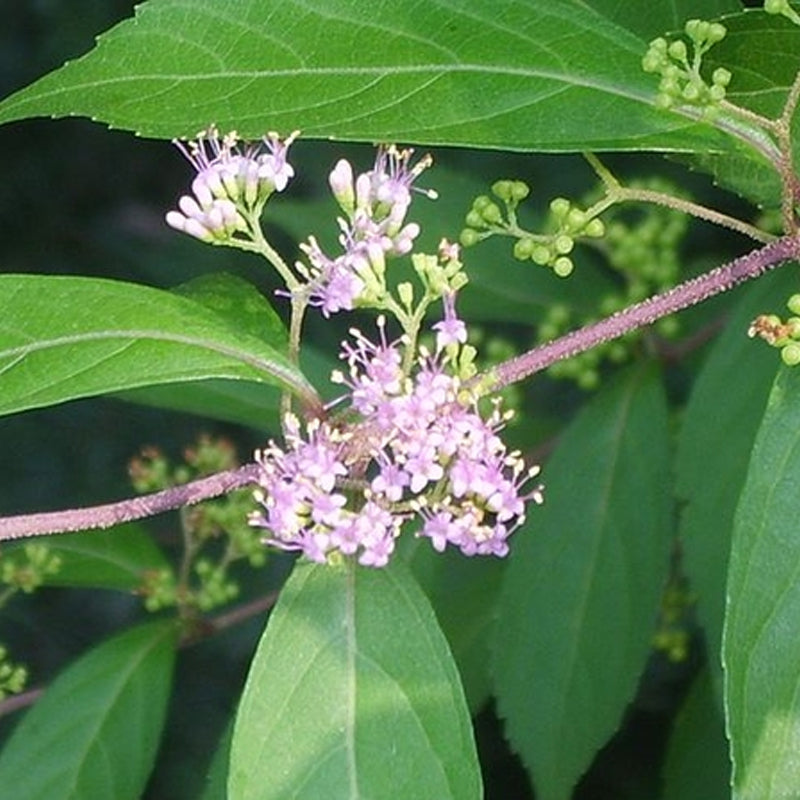 Callicarpa dichotima c.s. (Beauty Bush)