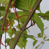 Acer grosseri d.w. (Green Barked Maple)