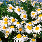 ANTHEMIS nobilis (Roman Chamomile)