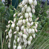 Yucca glauca (Soapweed Yucca, Soapweed, Great Plains Yucca)