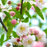 Malus ioensis (Prairie Crab Apple)