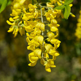 Laburnum anagyroides (vulgare) (Golden Chain Tree)