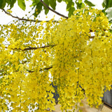 Cassia fistula (Golden Rain Tree)